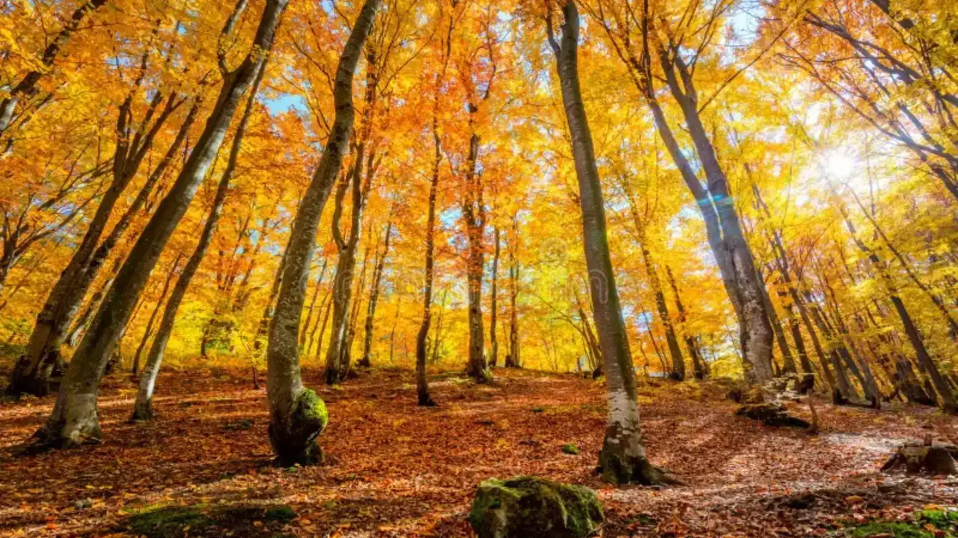 Осенний тур «Золотая листва»